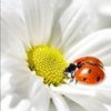 ladybug486